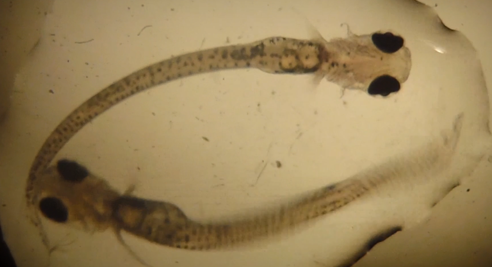 обложка аквакультура 5 1