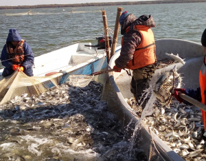 Заседание Ленинградского областного рыбохозяйственного Совета