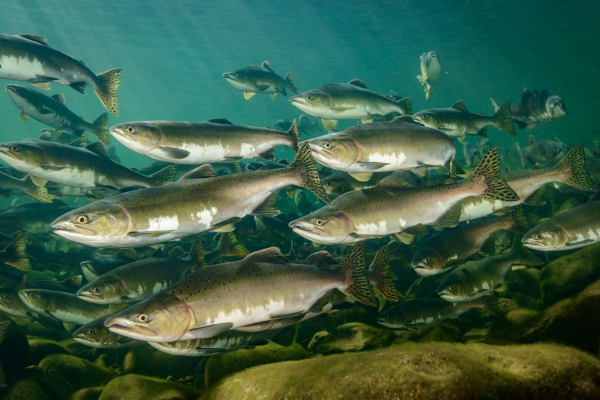 Мониторинг популяций лососевых рыб